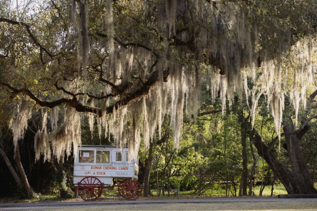 Scenic New Orleans scene with moss-draped trees and vintage wagon at the Audubon Zoo.