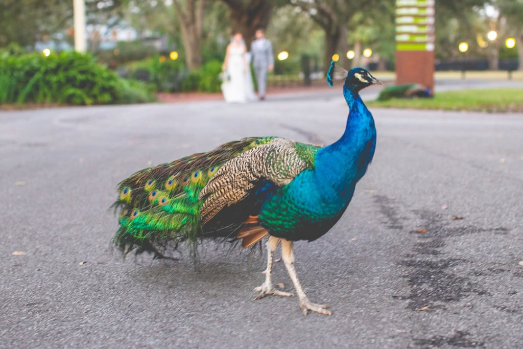 Peacock at the Audubon Zoo in New Orleans walks in front of a bride and groom